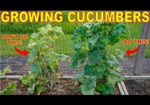 Your Cucumber Plants Will DIE Every Time You Make This Mistake!
