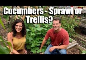 Growing Cucumbers 2 Ways - Let ‘Em Sprawl or Trellis (&amp; Easy Trellis Ideas) / Gardening Coast2Coast