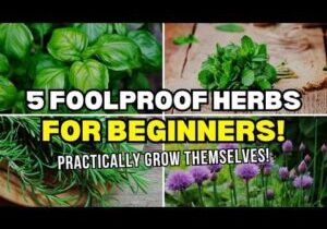 Top 5 Foolproof Herbs for Beginners! | Easy to Grow Herbs at Home